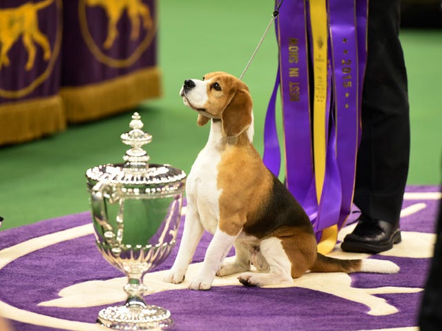 beagle dog show beagle dog show